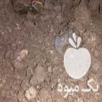 آگهی مشابه فروش کود گاوی و خاک برگ و خزه و کود ترکیبی در مازندران در گروه خرید فروش کود و مواد شیمیایی - اوره پتاس مرغی کمپوست آهن در یکمیوه