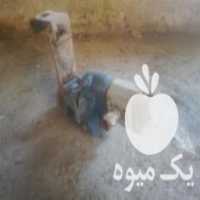 آگهی مشابه فروش پمپ تراکتورهپکو در علی آباد در گروه خرید فروش ماشین آلات کشاورزی - تراکتور تیلر کمباین مدرن در یکمیوه