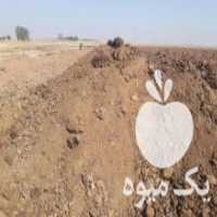 آگهی مشابه خرید و فروش کود مرغ در تهران در گروه خرید فروش کود و مواد شیمیایی - اوره پتاس مرغی کمپوست آهن در یکمیوه