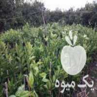 آگهی مشابه فروش نهال مرکبات در ساری در گروه خرید فروش نهال - انواع گردو پسته بادام سلطانی انگور در یکمیوه