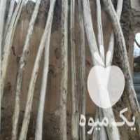 آگهی مشابه بهترین خریدار چوب نو و دسته دوم در نهاوند در گروه خرید فروش عمده چوب- زغال چوب گردو تبریزی خام در یکمیوه