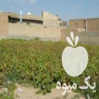 آگهی مشابه فروش نهال انگور تضمینی چشمش در میاندوآب در گروه خرید فروش نهال - انواع گردو پسته بادام سلطانی انگور در یکمیوه