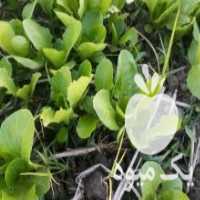 آگهی مشابه فروش نشا کاهو محلی سفید پیچ در آمل در گروه خرید فروش نشا - انواع گوجه برنج کاهو پیاز کاری فرنگی در یکمیوه