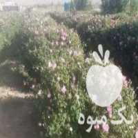 آگهی مشابه فروش نهال گل محمدی مرغوب و عالی در مشهد در گروه خرید فروش نهال - انواع گردو پسته بادام سلطانی انگور در یکمیوه