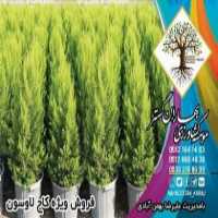 آگهی مشابه فروش انواع نهال کاج و میوه کیسه در تهران در گروه خرید فروش نهال - انواع گردو پسته بادام سلطانی انگور در یکمیوه