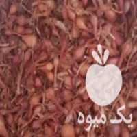 آگهی مشابه فروش بذر پیازچه در تهران در گروه خرید فروش بذر - انواع محصول کشاورزی گوجه کتان میوه درخت در یکمیوه