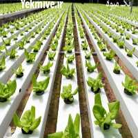 آگهی مشابه فروش مشاوره کشاورزی در تهران در گروه مشاوره - راه اندازی بازاریابی کسب درآمد بهبود کسب و کار در یکمیوه