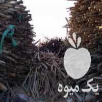 آگهی مشابه خریدار چوب ضایعات چوبی در تهران در گروه خرید فروش عمده چوب- زغال چوب گردو تبریزی خام در یکمیوه