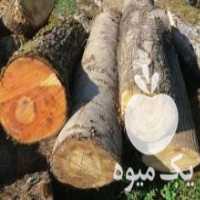 آگهی مشابه خرید نقدی انواع چوب باغی و جنگلی در کلاچای در گروه خرید فروش عمده چوب- زغال چوب گردو تبریزی خام در یکمیوه