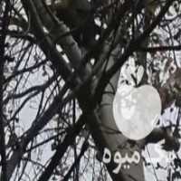 آگهی مشابه چوب درخت خرید و قطع در مشهد در گروه خرید فروش عمده چوب- زغال چوب گردو تبریزی خام در یکمیوه