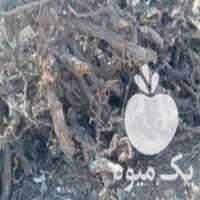 آگهی مشابه خرید چوب در بیدخت در گروه خرید فروش عمده چوب- زغال چوب گردو تبریزی خام در یکمیوه