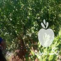 آگهی مشابه فروش نهال مرکبات عمده در حاجی آباد در گروه خرید فروش نهال - انواع گردو پسته بادام سلطانی انگور در یکمیوه