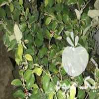 آگهی مشابه فروش نهال کنار هندی  در بوشهر در گروه خرید فروش نهال - انواع گردو پسته بادام سلطانی انگور در یکمیوه