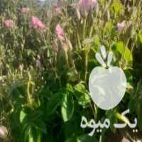 آگهی مشابه فروش نهال گل محمدی در مشهد در گروه خرید فروش نهال - انواع گردو پسته بادام سلطانی انگور در یکمیوه