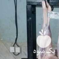 آگهی مشابه فروش پخش گوشت گوسفندی کشتار روز ب صورت لاشه ای در شیراز در گروه گاو و گوسفند و میش و بز کهره گوساله سمینتال در یکمیوه