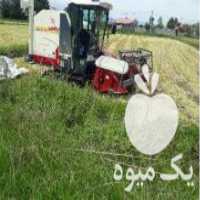 آگهی مشابه فروش کمباین 150 ساعت کارکرد در رشت در گروه خرید فروش ماشین آلات کشاورزی - تراکتور تیلر کمباین مدرن در یکمیوه