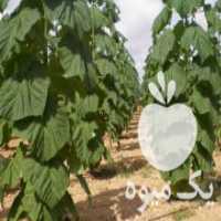 آگهی مشابه فروش نهال پالونیا نوع فورتونی در قائم شهر در گروه خرید فروش نهال - انواع گردو پسته بادام سلطانی انگور در یکمیوه