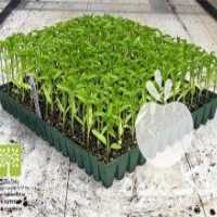 قیمت خرید نشا صیفی جات در تهران در گروه خرید و فروش نشا در یکمیوه