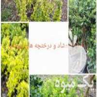 آگهی مشابه فروش انواع کاج  ، گل ،  نهال در رحیم آباد در گروه سازنده - گلخانه باغ مدرن سالن صنعتی سوله انبار در یکمیوه