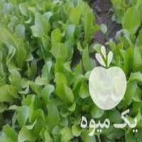 آگهی مشابه فروش نشا کاهو ب بهترین بذر در آمل در گروه خرید فروش نشا - انواع گوجه برنج کاهو پیاز کاری فرنگی در یکمیوه