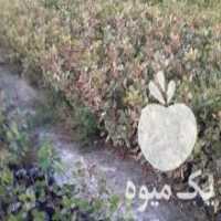 آگهی مشابه فروش نهال پسته پیوندی در تربت جام در گروه خرید فروش نهال - انواع گردو پسته بادام سلطانی انگور در یکمیوه