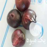 آگهی مشابه فروش پیاز زرد و قرمز بناب در همدان در گروه خرید فروش عمده پیاز - قرمز سفید زرد ترشی تازه انباری در یکمیوه