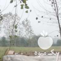 آگهی مشابه فروش کاه برنج سرچینا در رشت در گروه خوراک دام و طیور - پرواری شیری علوفه یونجه در یکمیوه