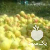 آگهی مشابه سیب پادرختی دماوند در تهران در گروه خرید فروش عمده سیب - زرد و قرمز گلاب پاییزه در یکمیوه