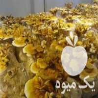 آگهی مشابه فروش تهیه قارچ گانودرما در گلشهر در گروه ادویه - ترشی کاری ادویه جات خشک در یکمیوه
