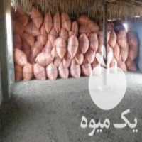 آگهی مشابه فروش خارشتر و کاه در تهران در گروه خوراک دام و طیور - پرواری شیری علوفه یونجه در یکمیوه