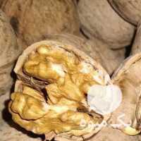 آگهی مشابه فروش پخش انواع گردوی کاغذی و سوزنی و بادام زمینی در تهران در گروه بادام - درختی کوهی زمینی فروش عمده در یکمیوه