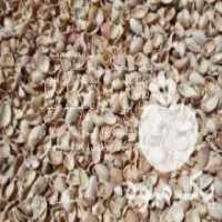 آگهی مشابه فروش پوست خشک پسته صادراتی به ترکیه در فیض آباد در گروه پسته - کوهی شامی خام اکبری تازه کله قوچی در یکمیوه