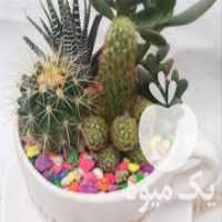 آگهی مشابه فروش گل و گلدان های خاص و آپارتمانی در قزوین در گروه خرید فروش عمده گیاهان زینتی - گرمسیری آپارتمانی باغچه آب در یکمیوه