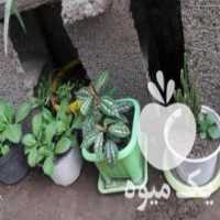 آگهی مشابه فروش گل و گیاه شیشه ای در رشت در گروه خرید فروش عمده گیاهان زینتی - گرمسیری آپارتمانی باغچه آب در یکمیوه