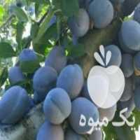 آگهی مشابه فروش حراج انواع نهال میوه در اصفهان در گروه خرید فروش نهال - انواع گردو پسته بادام سلطانی انگور در یکمیوه