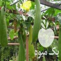 آگهی مشابه فروش بذر گیاهان کمیاب در تهران در گروه خرید فروش بذر - انواع محصول کشاورزی گوجه کتان میوه درخت در یکمیوه