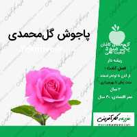 آگهی مشابه فروش عمده پاجوش گل محمدی در اصفهان در گروه خرید فروش عمده گیاهان زینتی - گرمسیری آپارتمانی باغچه آب در یکمیوه