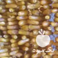 آگهی مشابه فروش خرما شاهانی در جهرم در گروه خرید فروش عمده خرما - کبکاب تازه زاهدی خشک خارک در یکمیوه