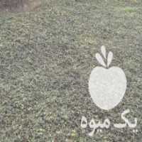 آگهی مشابه فروش بوته توت فرنگی گیلاسی در ساری در گروه خرید فروش عمده توت فرنگی - خرید فروش عمده قرمز سفید در یکمیوه