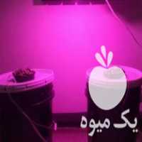 آگهی مشابه فروش گلخانه هیدروپونیک چراغ رشد گل گیاه در تهران در گروه خرید فروش تجهیزات گلخانه - صنعتی خانگی هوشمند دست دوم در یکمیوه