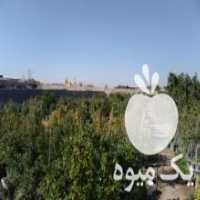 آگهی مشابه فروش مستقیم گل و گیاه در شاهدشهر در گروه خرید فروش عمده گیاهان زینتی - گرمسیری آپارتمانی باغچه آب در یکمیوه