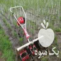 آگهی مشابه فروش وجین زن اصل ژاپن در بیجار در گروه خرید فروش نشا - انواع گوجه برنج کاهو پیاز کاری فرنگی در یکمیوه