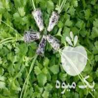 آگهی مشابه تولید و فروش انواع نشاء در آبیک در گروه خرید فروش نشا - انواع گوجه برنج کاهو پیاز کاری فرنگی در یکمیوه