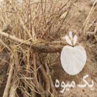 آگهی مشابه فروش نهال زرشک پلویی در کشاورز در گروه خرید فروش نهال - انواع گردو پسته بادام سلطانی انگور در یکمیوه