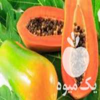 آگهی مشابه فروش نهال با شناسه در بانه در گروه خرید فروش عمده خرمالو - خرمالو رسیده نارس برگ عمده در یکمیوه