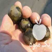 آگهی مشابه فروش نهال نایاب نخل نارگیل مینیاتوری کوهستانی شیلی در کیش در گروه خرید فروش نهال - انواع گردو پسته بادام سلطانی انگور در یکمیوه
