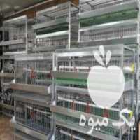 آگهی مشابه فروش انواع قفس پرندگان در رشت در گروه مرغ و خروس و بوقلمون و اردک قو قاز در یکمیوه