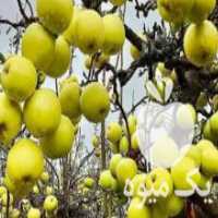 آگهی مشابه فروش نهالهای کم یاب در کرمانشاه در گروه خرید فروش عمده خرمالو - خرمالو رسیده نارس برگ عمده در یکمیوه