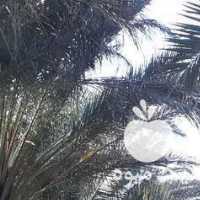 آگهی مشابه فروش انواع خرما عسل کنجد ضایعات خرما پاجوش نخل در تهران در گروه خوراک دام و طیور - پرواری شیری علوفه یونجه در یکمیوه