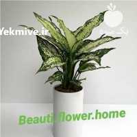 آگهی مشابه فروش انواع گلهای آپارتمانی در تهران در گروه خرید فروش عمده گیاهان زینتی - گرمسیری آپارتمانی باغچه آب در یکمیوه